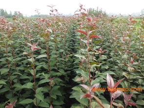 櫻桃樹苗批發(fā)&ndash;櫻桃樹苗廠家&ndash;櫻桃樹苗供應商