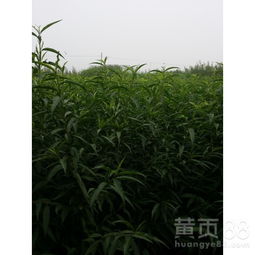 【批發(fā)桃樹苗哪里有蜜桃桃樹苗】- 
