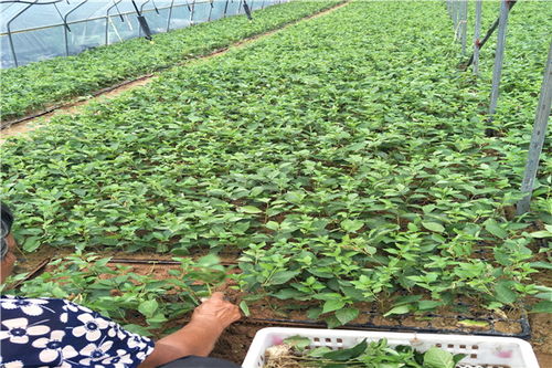 【陜西矮化吉塞拉6號砧木苗批發(fā)】-