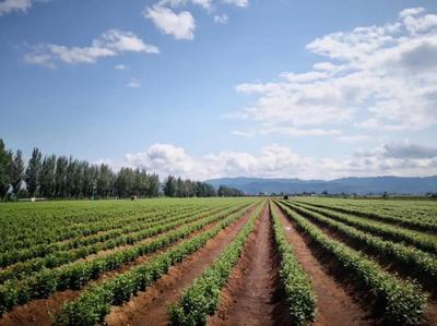 陜西省果業(yè)中心