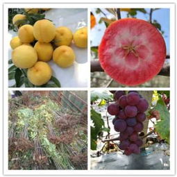 新聞 葡萄樹苗 陜西商洛購買價格 果苗繁育基地