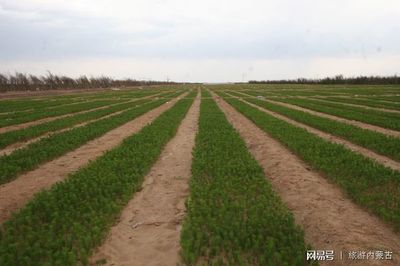 烏審旗有個國家沙漠公園