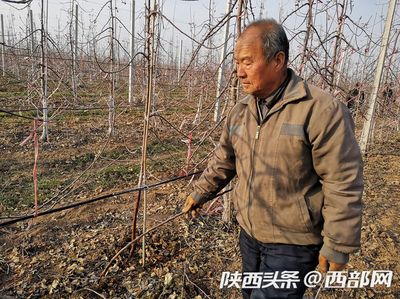 鳳翔聚力發展優勢主導產業 讓致富路越走越寬