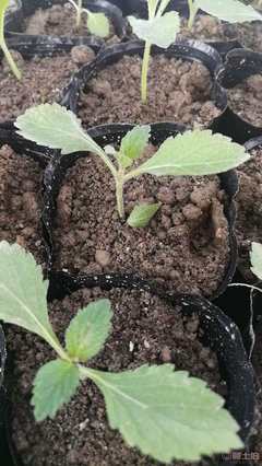 【陜西柳葉馬鞭草種苗杯苗容器苗供應】 - 產品庫