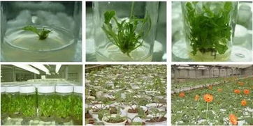 農業革命新技術 脫毒育苗技術 脫毒種苗繁育工廠