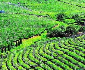 陜西主要農(nóng)作物良種覆蓋率超九成五