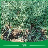 盆栽果樹苗產(chǎn)品圖片|圖片大全|圖片庫