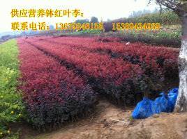 【供應(yīng)西安營養(yǎng)缽紅葉李、紫葉李、陜西叢生密枝紅葉李】價(jià)格,廠家,其他種子種苗