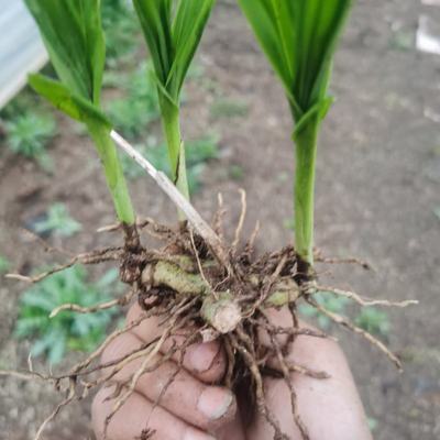 [白芨種苗批發]陜西商洛商州區白芨種苗 0.50元/棵自產自銷, _ 一畝田