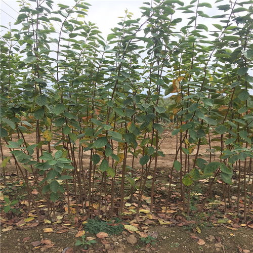 【雞心柿子樹苗、雞心柿子樹苗價格及基地】- 