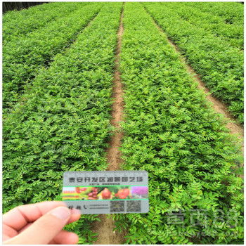 【陜西花椒苗基地批發花椒樹苗價格】-