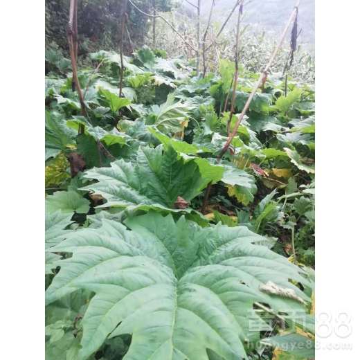 【陜西省安康市旬陽縣大黃種苗批發(fā)】- 