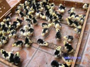 陜西貴妃雞種苗價(jià)格、西安市貴妃雞苗批發(fā)、銅川市貴妃雞苗報(bào)價(jià)_農(nóng)副產(chǎn)品_世界工廠網(wǎng)中國(guó)產(chǎn)品信息庫(kù)