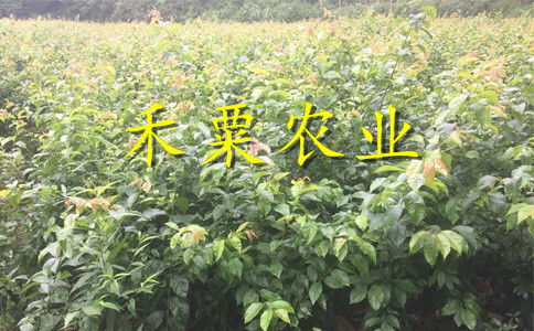 【湖南衡陽(yáng)李子苗供應(yīng)商__投產(chǎn)快李子樹苗產(chǎn)地直銷。】- 