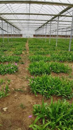 [三叉白芨種苗批發(fā)]陜西商洛商州區(qū)白芨種苗 9.80元/件樣品通 _ 一畝田