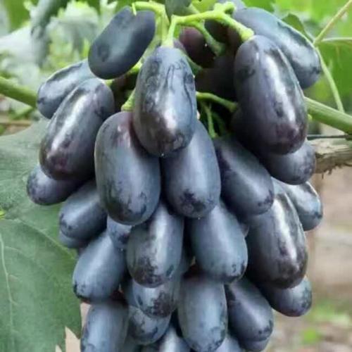 【陜西克倫生葡萄苗育苗基地】-