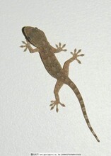 蜣螂養殖價格陜西蜣螂養殖基地