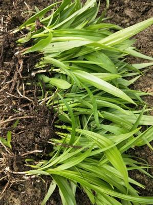 [白芨種苗批發]陜西商洛山陽縣白芨種苗 0.90元/棵白芨種苗 _ 一畝田