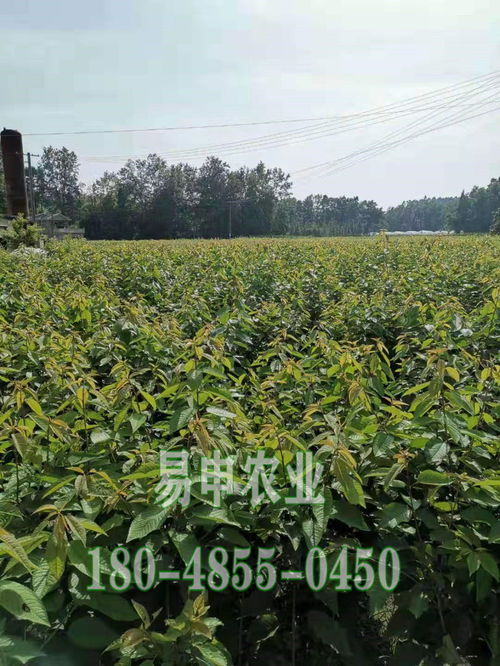【青脆李子樹苗_陜西青脆李子樹苗價格_青脆李苗怎么種植】- 