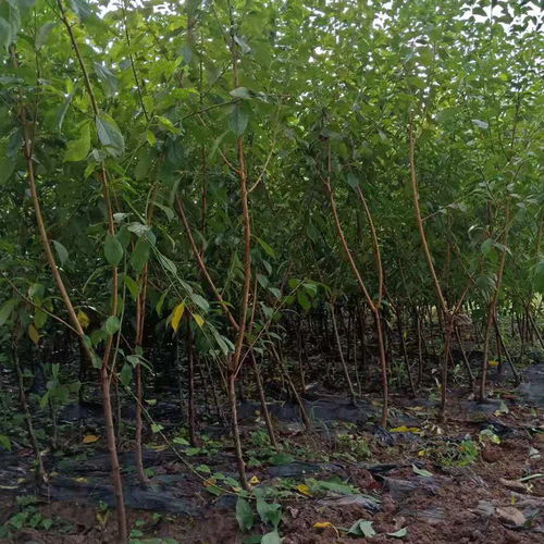 【哪里有優質李子樹苗,李子苗如何種植管理】- 