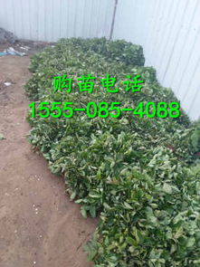 二代奶油草莓苗泌陽(yáng)價(jià)格