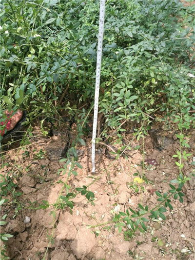 資訊 楊凌迎春花樹(shù)苗 陜西本地路邊適合綠化 裕盛裕森苗圃