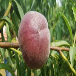 歡迎光臨 西藏山南紅油香椿苗批發(fā)商 農(nóng)業(yè)