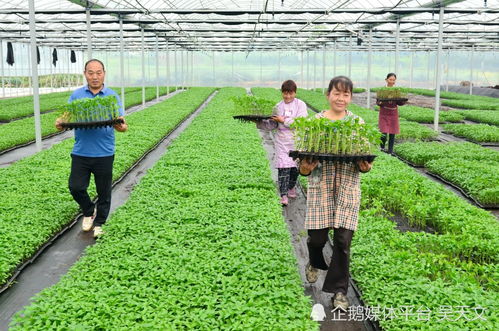 四川都江堰這位老板到陜西寧強帶動農(nóng)戶種菜鼓起 錢袋子