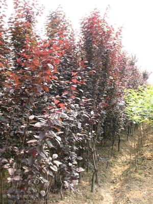 【種子種苗】_陜西咸陽(yáng)市種子種苗價(jià)格_種子種苗批發(fā)_陜西咸陽(yáng)市種子種苗供應(yīng)商-搜了網(wǎng)