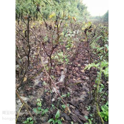 陜西西安陜西葡萄苗 占地苗 便宜的樹苗 陜西果樹苗 戶太八號(hào)葡萄苗價(jià)格 中國(guó)供應(yīng)商