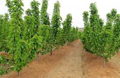 櫻桃種苗批發(fā)-山西櫻桃苗-陜西櫻桃苗