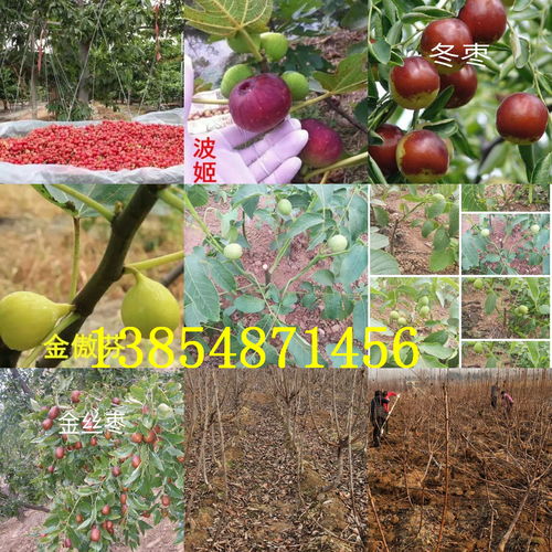 【陜西渭南柿子樹苗出售價(jià)錢、2年柿子樹苗哪里才賣】- 