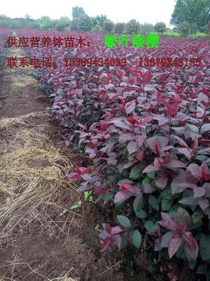 【供應西安營養缽紅葉李、紫葉李、陜西叢生密枝紅葉李】價格,廠家,其他種子種苗