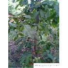 陜西_種子、種苗_食品、飲料、農林牧副漁_供應搜索_綠色產品網