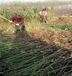 陜西銅川新聞資訊 36 5油蟠桃樹苗哪里賣