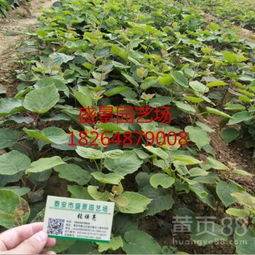 【陜西徐香獼猴桃樹苗品種】-