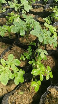 陜西地區(qū)提供醉蝶花杯苗種苗容器苗觀賞草花