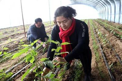 太空搭載的中科一號(hào)航天雜交構(gòu)樹落戶大荔