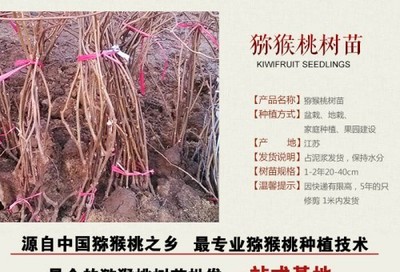 獼猴桃種苗批發(fā)基地陜西哪家便宜到坤威