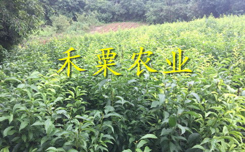 浙江李子苗新品種介紹 2年李子樹苗栽培技術(shù)與管理