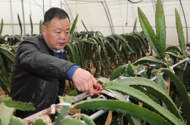 陜西楊凌:全產(chǎn)業(yè)鏈賦能集體經(jīng)濟(jì) 火龍果結(jié)出&ldquo;致富果&rdquo;