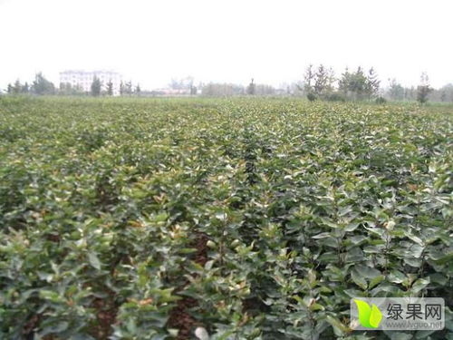 2020桃樹苗價格行情走勢 中國桃樹苗網(wǎng)