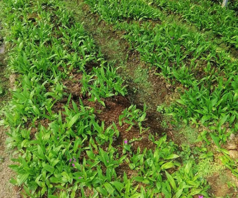 [白芨批發(fā)]陜西商洛山陽縣白芨 10.00元/斤中藥材 白芨種苗 _ 一畝田