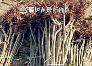 板栗樹苗最新價格多少錢一棵 種植幾年結(jié)果