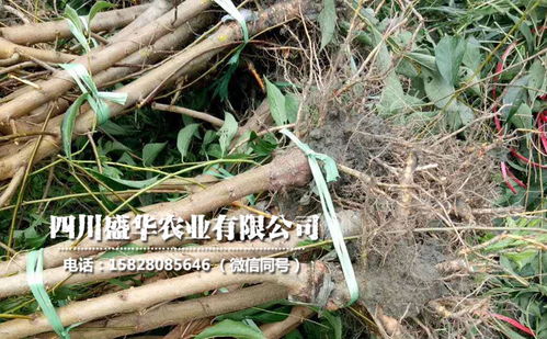 【4年生廣西李子苗、4公分廣西李子樹苗價格與報價】-