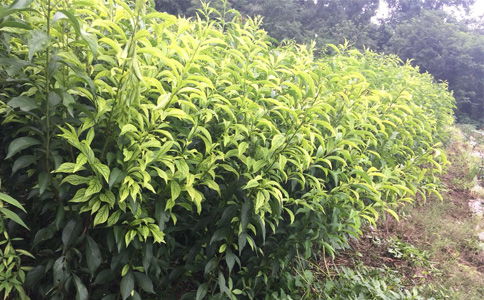 陜西種苗 貴州遵義李子苗供應(yīng)，離核李子樹苗種植幾年能掛果