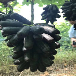 白雞心葡萄苗專業(yè)培育基地在陜西種苗指南