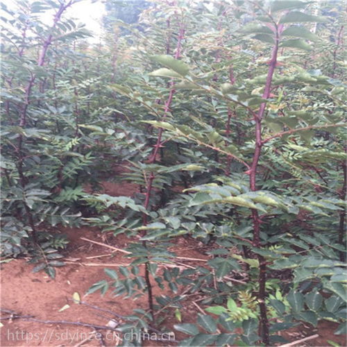 正宗陜西韓城大紅袍花椒樹苗及獅子頭、青花椒苗產(chǎn)地價格與種植指南