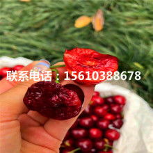 陜西蘆葦苗與蘆葦種苗 濕地生態(tài)與經(jīng)濟(jì)發(fā)展的綠色紐帶