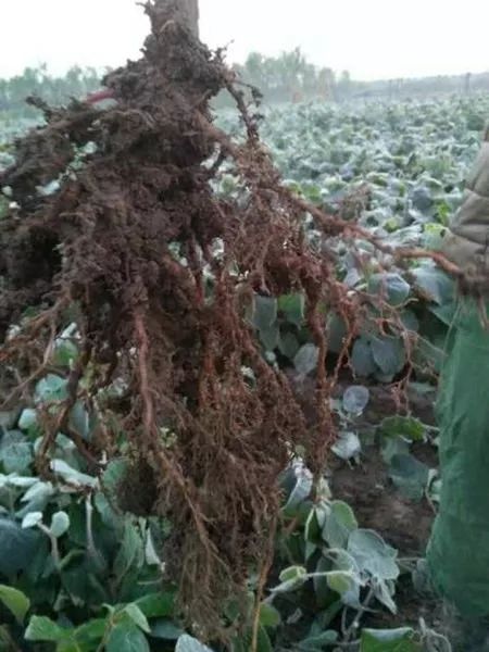 陜西種苗市場價(jià)格分析與行情動(dòng)態(tài)